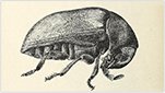 Как избежать появления табачного жука? 